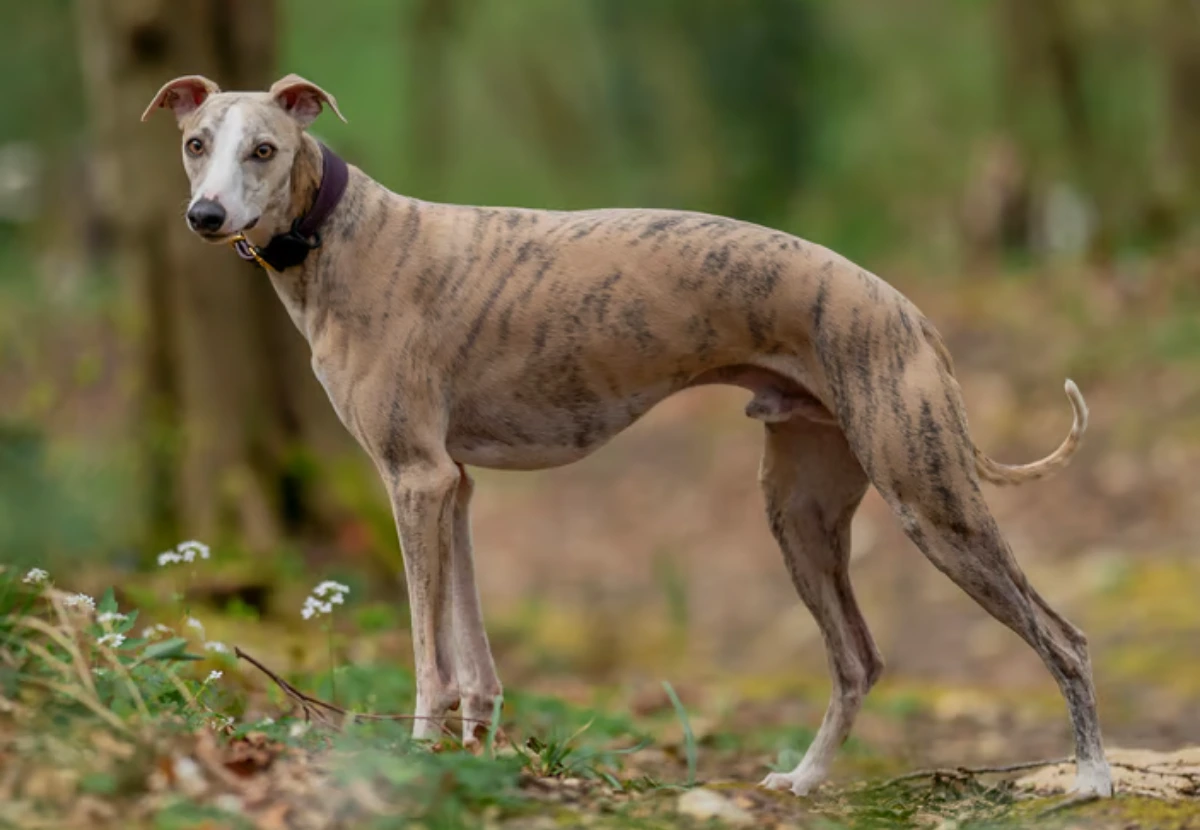 Whippet
